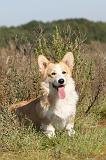 CORGI PEMBROKE 311
